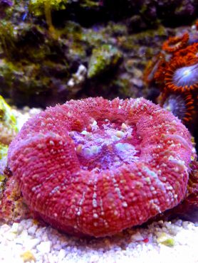 Koralle Scoly LPS rot gesund gepflegt Meerwasser Aquaristik